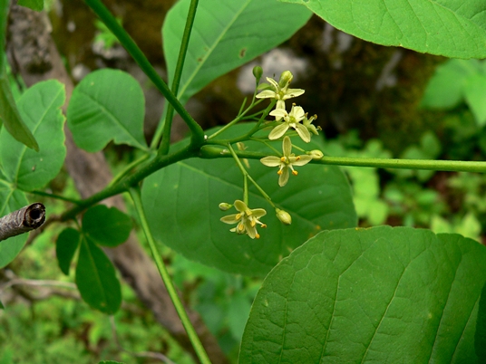 {Ptelea trifoliata}